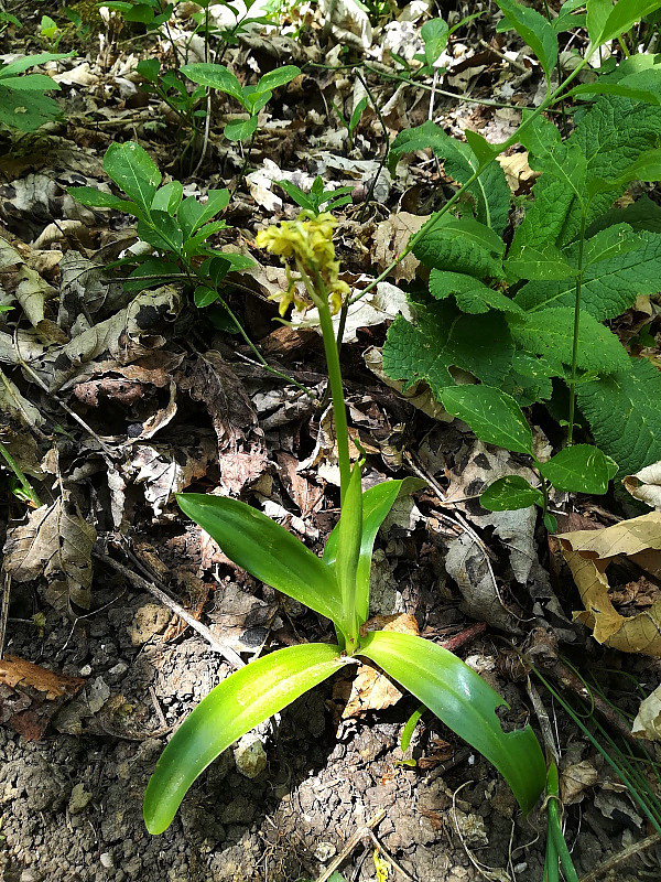 Platanthera chlorantha e altro.